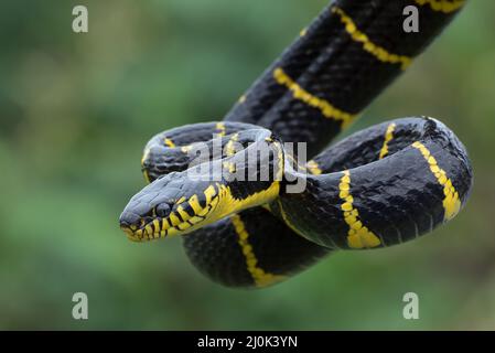 Boiga snake dendrophilia in defensive mode Stock Photo