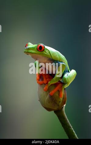 Red eyed tree frog sitting on lotus flower Stock Photo