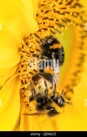 A bumblebee on a sunflower. Sunflowers are popular with bumblebees in summer. Bumblebees mating. Stock Photo