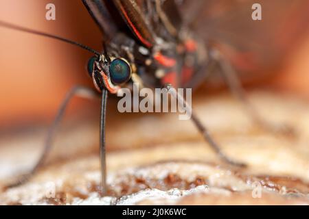 Blue Morpho Butterfly ( morpho peleides) feeding on some rotting fruit Stock Photo