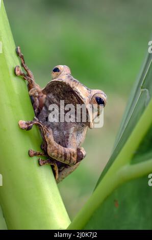 Javan tree frog on a tree Stock Photo