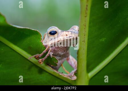 Javan tree frog on a tree Stock Photo