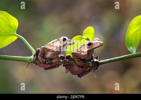 Javan tree frogs on a tree Stock Photo