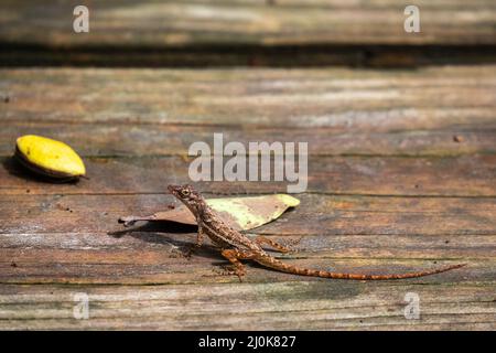 Mourning Gecko (Lepidodactylus lugubris) also Known as Common Smooth-Scaled Gecko, Species of Lizard of the family Gekkonidae on a Wood Plank by a Lea Stock Photo