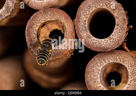 Western Leafcutter Bee flying to bee house. Insect and wildlife conservation, habitat preservation, and backyard flower garden concept Stock Photo