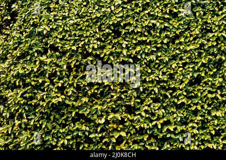 A carpet of green leaves. Bush wall texture made of small leaves. Green background. Stock Photo