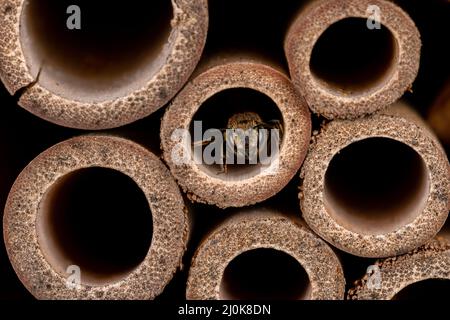 Western Leafcutter Bee inside bee house. Insect and wildlife conservation, habitat preservation, and backyard flower garden concept Stock Photo
