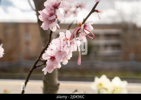 Cherry blossom, london, england Stock Photo