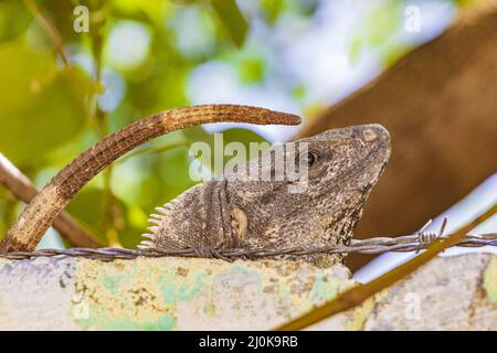 Mexican iguana lies on wall under barbed wire fence Mexico. Stock Photo