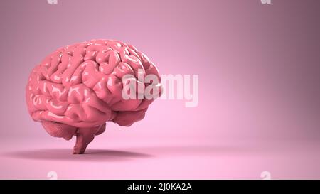 Brain Stock Photo