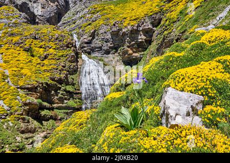 The Cola de Caballo waterfall in the beautiful Ordesa Valley with flowering yellow gorse Stock Photo