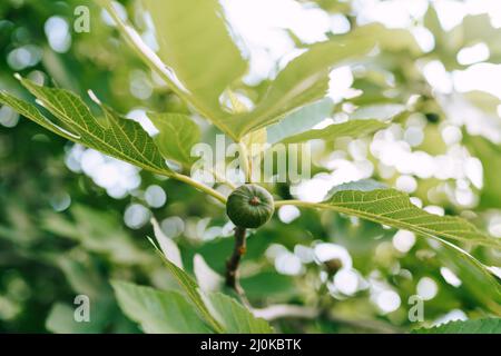 Close-up of the green fig fruit on a tree branch, close-up a small depth of field. Stock Photo