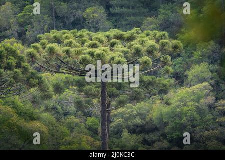 Parana Pine or Brazilian Pine - Araucaria Tree (Araucaria angustifolia) Stock Photo