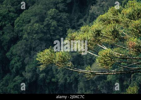 Parana Pine or Brazilian Pine - Araucaria Tree (Araucaria angustifolia) Stock Photo