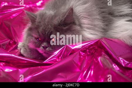 Cute long haired grey cat resting on shiny pink mylar. Stock Photo