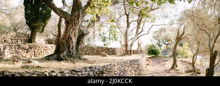 Panoramic frame in an olive grove. A multi-storey grove on a hill with stone fences. Stock Photo