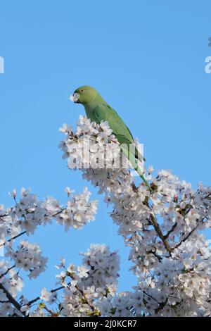 London, UK, 19th Mar, 2022.  A feral Ring Necked Parakeet (Psittacula krameri) feeds on cherry tree blossom, by biting off the flowers and extracting the nectar from its base. The birds are capable of stripping branches of blossom in a short amount of time. Credit: Eleventh Hour Photography/Alamy Live News Stock Photo