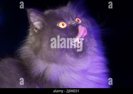 Cute long haired grey cat licking his nose. Stock Photo