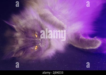 Funny long haired grey cat lying on his back, lit by purple light with motion blur. Stock Photo