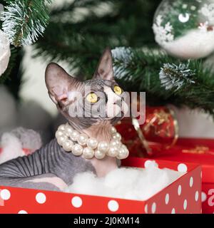 Sphynx Cat lying in red polka dot gift box under Christmas tree. Lovely thoroughbred kitty with pearl necklace around neck looking up. Concept Stock Photo