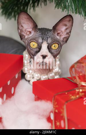 Sphynx Hairless Cat carefully hides in red polka dot gift boxes under Christmas tree. Cute purebred kitten looking at camera. Stock Photo