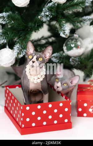 Two mysterious Canadian Sphynx Cats sitting under Christmas tree with holiday red polka dot gift boxes under it. Stock Photo