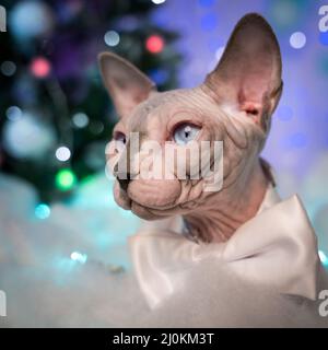 Close-up portrait of domestic Sphynx Cat against background of Christmas tree and festive Christmas lights garlands, New Year decorations Stock Photo