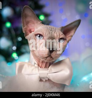 Close-up portrait of Sphynx Cat with bow tie around neck against background of Christmas lights garlands. Blue eyes kitty looking at camera Stock Photo