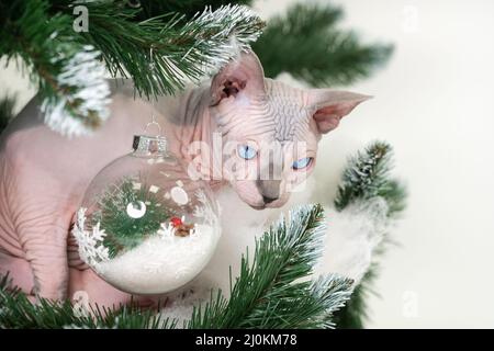 Romantic Sphynx Cat carefully looking out from under branches of Christmas tree with toys. Stock Photo
