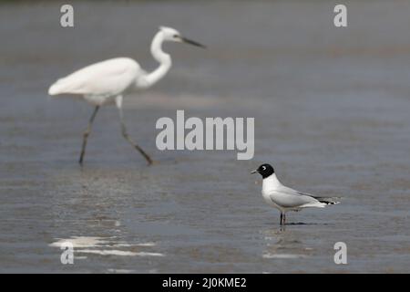 Saunders's Gull (Chroicocephalus saundersi), breeding plumage adult, side view standing, Mai Po, Hong Kong 25 Feb 2022 Stock Photo