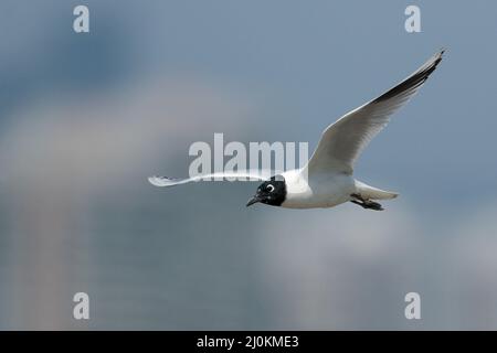 Saunders's Gull (Chroicocephalus saundersi), breeding plumage adult, side view in flight, Mai Po, Hong Kong, China Feb 2022 Stock Photo