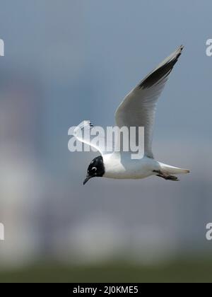 Saunders's Gull (Chroicocephalus saundersi), breeding plumage adult, side view in flight, Mai Po, Hong Kong 25 Feb 2022 Stock Photo