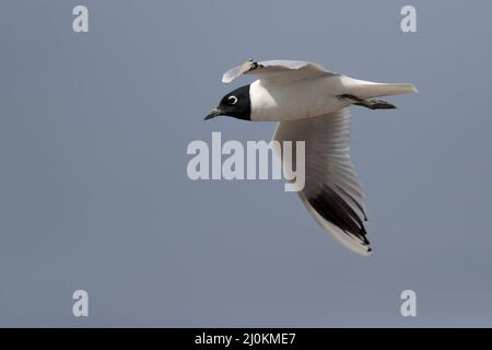 Saunders's Gull (Chroicocephalus saundersi), breeding plumage adult, side view in flight, Mai Po, Hong Kong 25 Feb 2022 Stock Photo