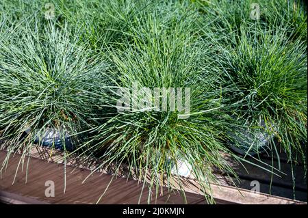 Round garden grass plant festuca gautieri for sale in garden shop Stock Photo