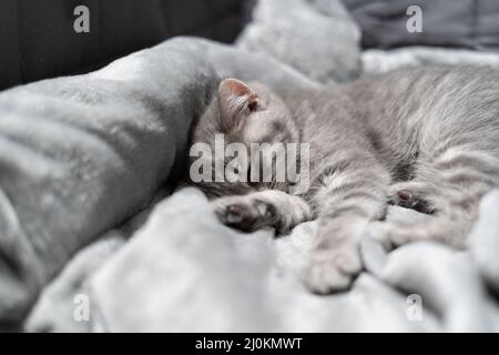 Small gray Scottish Straight kitten sleeps sweetly on gray bedspread on sofa. The theme is care and love for pets. Protection an Stock Photo