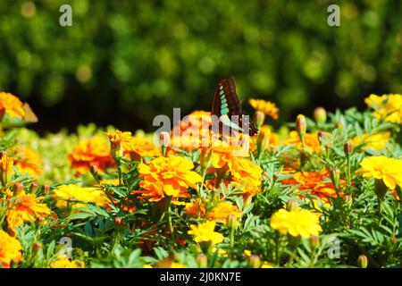 Marigold and butterfly Stock Photo