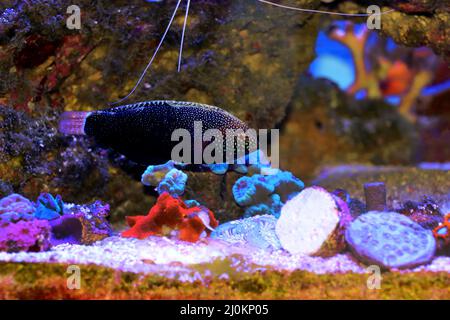 Black Leopard Wrasse Fish - Macropharyngodon negrosensis Stock Photo