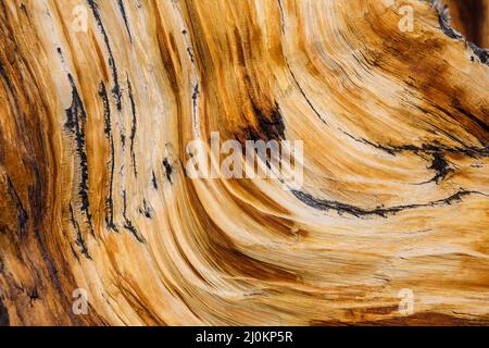 Wood texture Stock Photo
