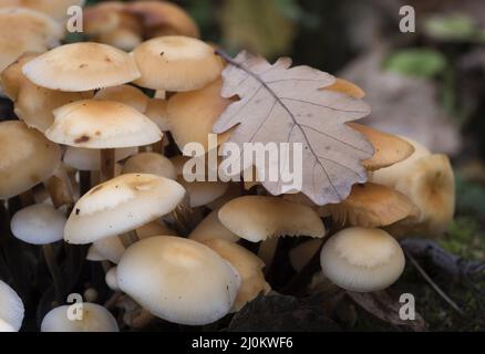 Group of yellow mushrooms growing on a tree trunk in the autumn forest. Stock Photo