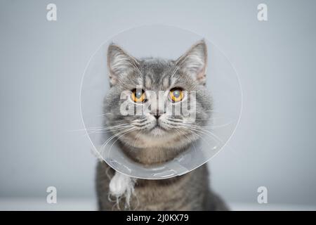 Scottish straight gray cat in veterinary plastic cone on head at recovery after surgery posing in animal clinic. Animal healthca Stock Photo