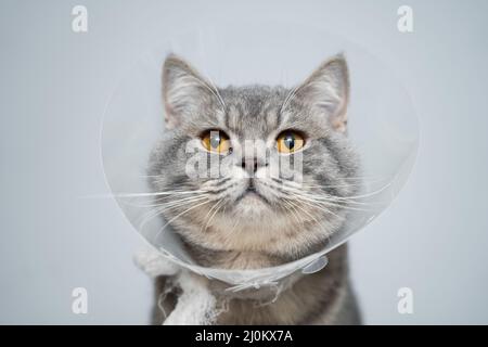 Scottish straight gray cat in veterinary plastic cone on head at recovery after surgery posing in animal clinic. Animal healthca Stock Photo