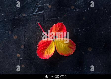 Colorful autumn leaf on a black background Stock Photo