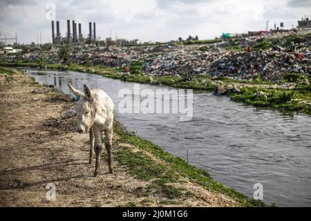 Gaza, Palestine. 19th Mar, 2022. A donkey seen in the wet area of Wadi Gaza in the central Gaza Strip. In Wadi Gaza, plastic bottles and putrid water have taken the place of trees, flowers and animals. But aware of the health dangers, the local authorities are working to transform the marsh into the first natural park in the Palestinian enclave. Credit: SOPA Images Limited/Alamy Live News Stock Photo