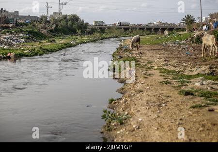 Gaza, Palestine. 19th Mar, 2022. A donkey seen in the wet area of Wadi Gaza in the central Gaza Strip. In Wadi Gaza, plastic bottles and putrid water have taken the place of trees, flowers and animals. But aware of the health dangers, the local authorities are working to transform the marsh into the first natural park in the Palestinian enclave. Credit: SOPA Images Limited/Alamy Live News Stock Photo