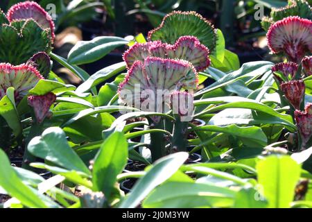 photo of euphorbia lactea cristata in garden Stock Photo