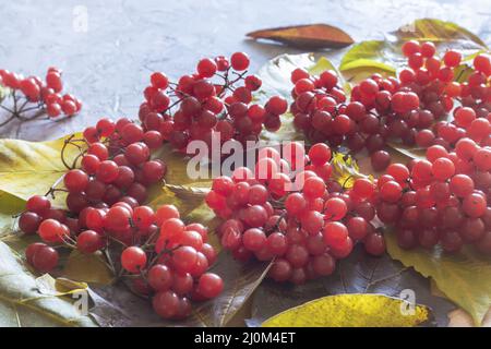 Red bunches of viburnum on autumn leaves Stock Photo