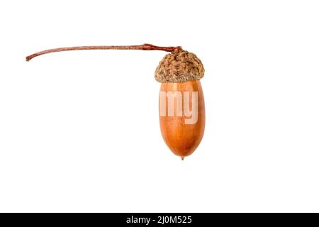 Brown oak acorn with a cap and a twig isolated on a white background Stock Photo