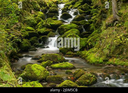 Moss-covered boulders and small mountain creek in lush green forest Stock Photo