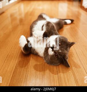 Cute playful grey and white british shorthair cat lying on back on wooden floor at home Stock Photo