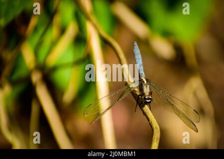Close up of  dragonfly sitting on branch. blue marsh hawk ( orthetrum glaucum) immature male. Stock Photo